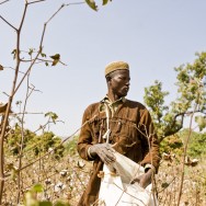 MALI : la filiere du coton biologique