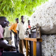 MALI : la filiere du coton biologique