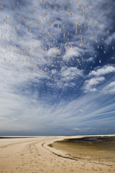 Une colonie de sternes Caugek en vol dans la réserve naturelle du Banc d'Arguin, Bassin d'Arcachon, FRANCE - 2011.